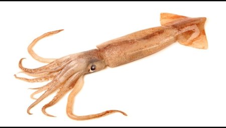 Морской мультяшный