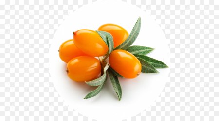 Облепиха на белом фоне