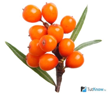 Sea Buckthorn Элантра