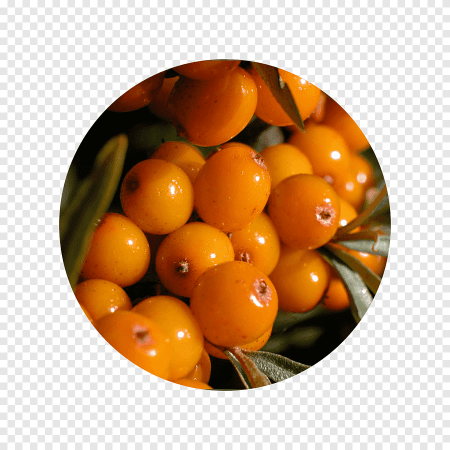 Sea Buckthorn Fruit