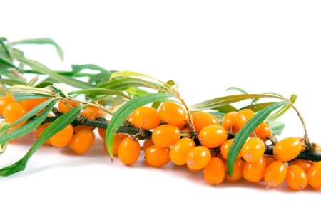 Sea Buckthorn Leaf