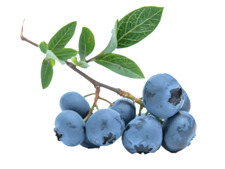 Голубика на белом фоне