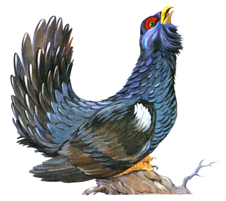 Глухарь рисунок