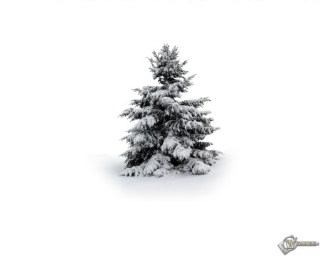 Зимняя ель на прозрачном фоне