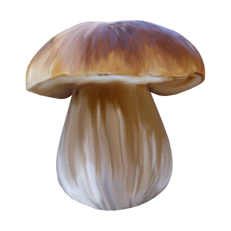 Белый гриб Боровик на белом фоне