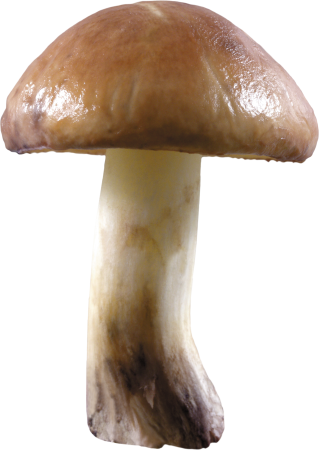 Белый гриб клипарт (51 фото)