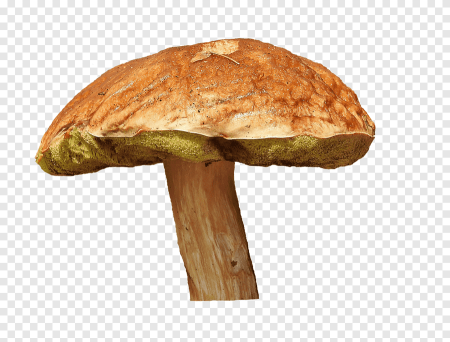 Моховик гриб на белом фоне