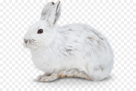 Заяц белый