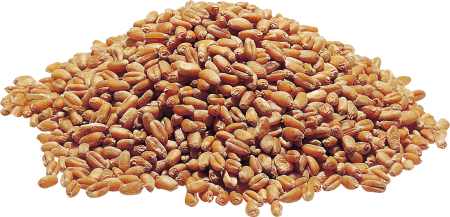 Пшеница зерно
