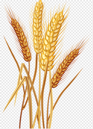 Wheat Barley вектор