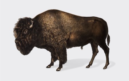 Бизон (Bison Bison)