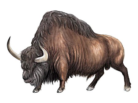Степной Бизон Bison Priscus