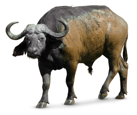 Buffalo на белом фоне