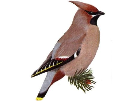 Клест свиристель