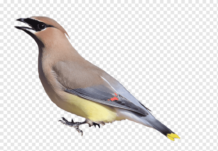 Кедровый свиристель Cedar Waxwing
