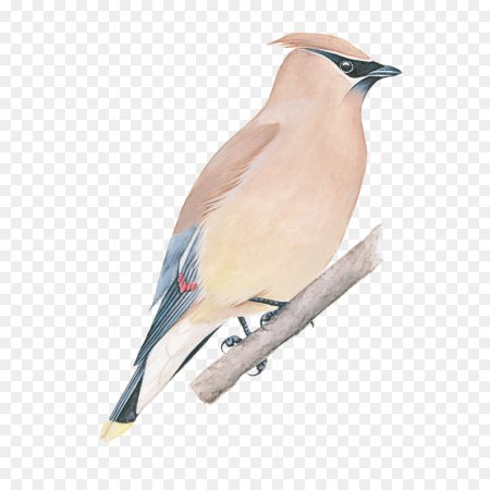 Свиристель птицы Северной Америки