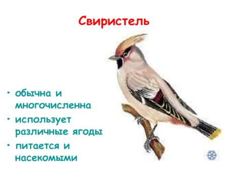 Свиристель картинка на прозрачном фоне