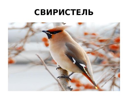Свиристель зимующая птица для детей