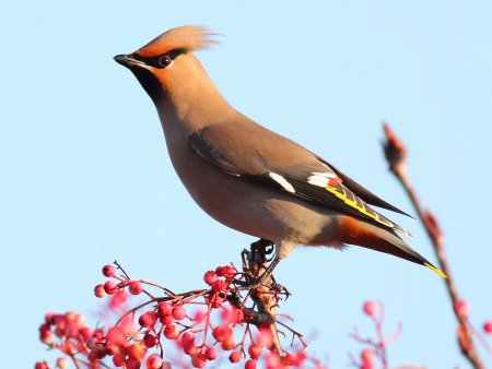 Свиристель - Waxwing