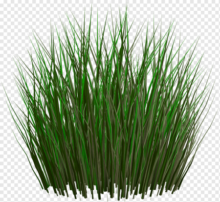 Зеленый лес с газоном