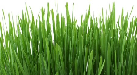 Искусственный газон FIELDTURF