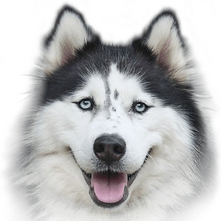 Аляскинский маламут вектор