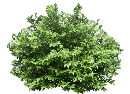 Кусты в ПГН
