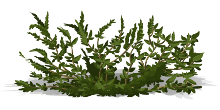 Буш кустарник