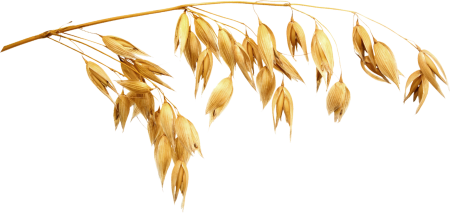 Колосок овса