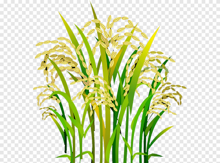 Rice Oryza
