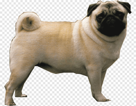 Собака Мопс клипарт