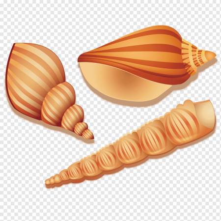 Морские раковины мультяшные