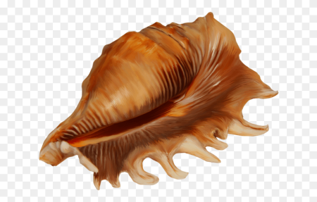 Ребенок с раковиной морской