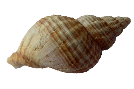Морская раковина