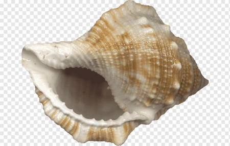 Ребенок с раковиной морской