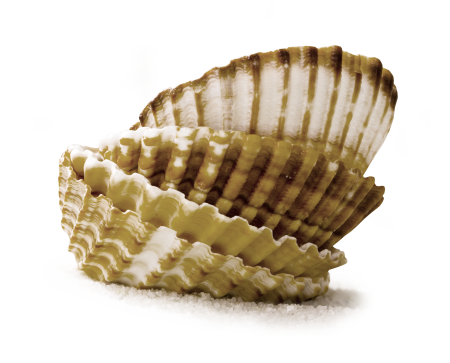 Ракушки морские