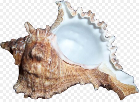 Морские ракушки на прозрачном фоне