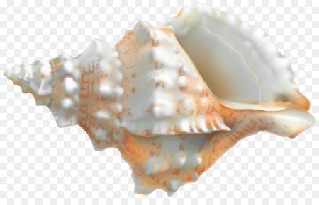Ракушки на прозрачном фоне