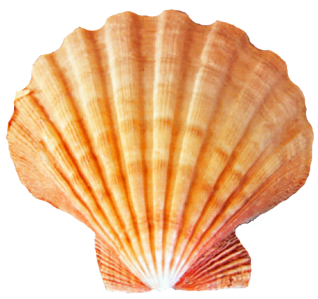 Морской гребешок Шелл