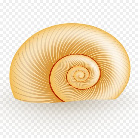 Морская раковина мультяшная