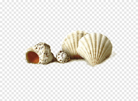 Белая Ракушка