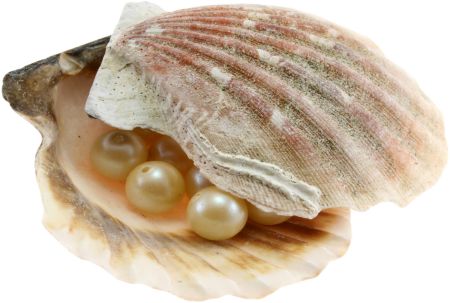 Морской гребешок с жемчужиной