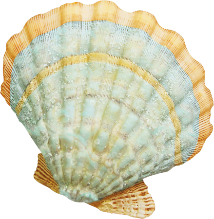 Морские ракушки для детей