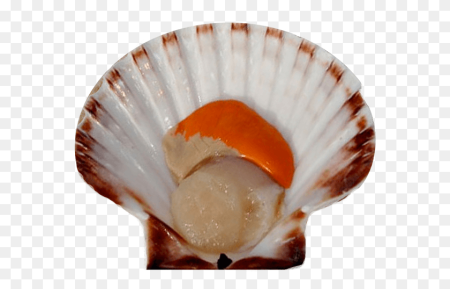 Гребешок Pecten