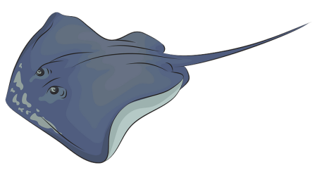 Скат хвостокол