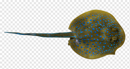 Скат-хвостокол (Whiptail Stingray)