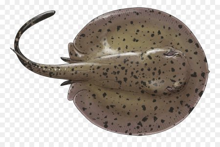 Potamotrygon yepezi