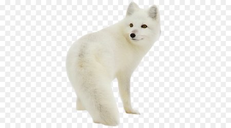 Песец без фона