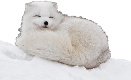 Песец без фона