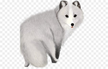 Голубой песец на белом фоне
